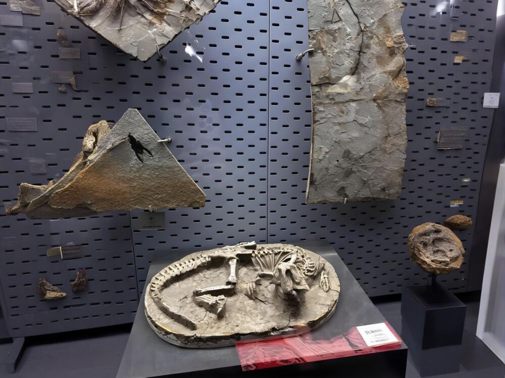 探索遠古的印記：博物館中的恐龍化石展覽